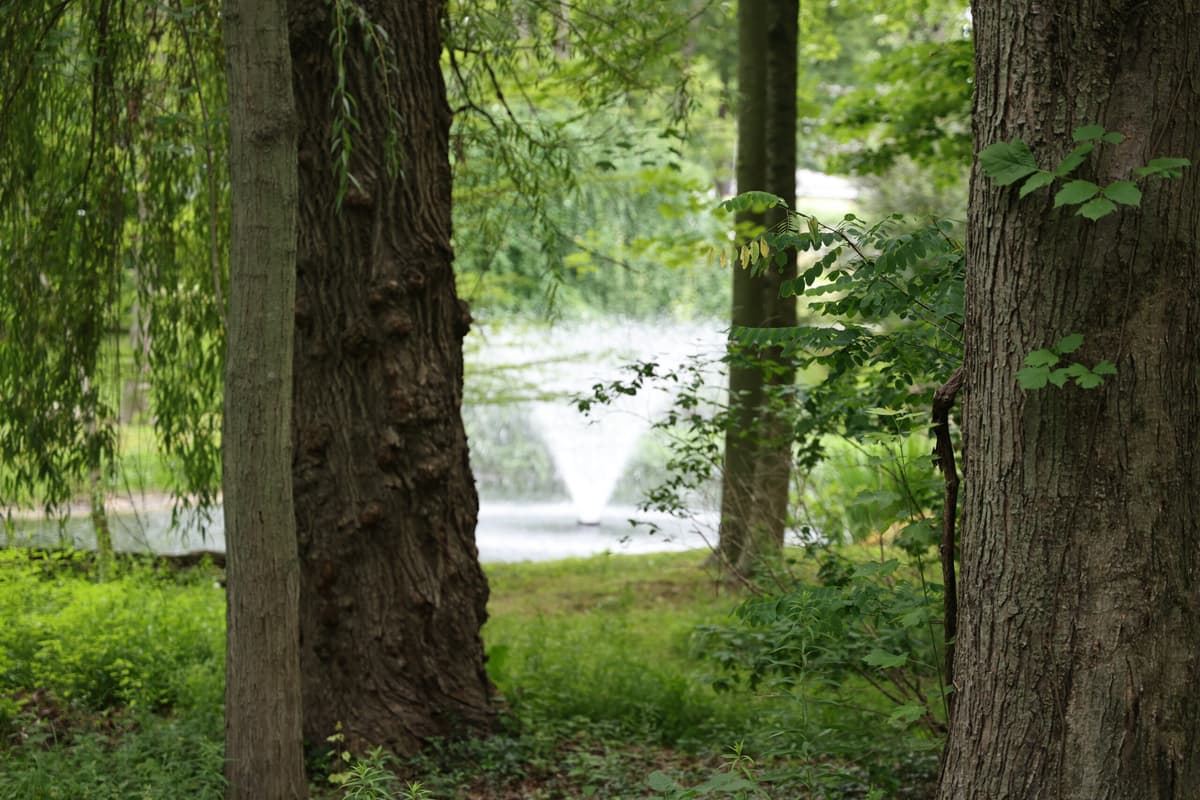 Natural garden water feature and reflection pool