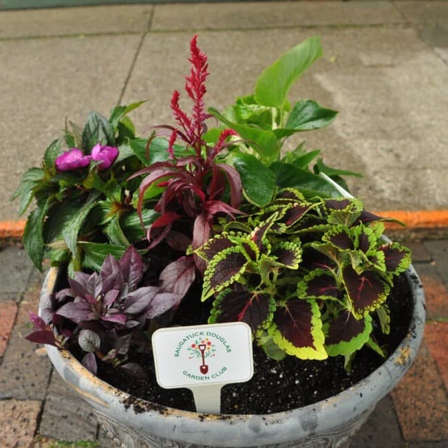 Colorful municipal sidewalk floral planters maintained by club volunteers